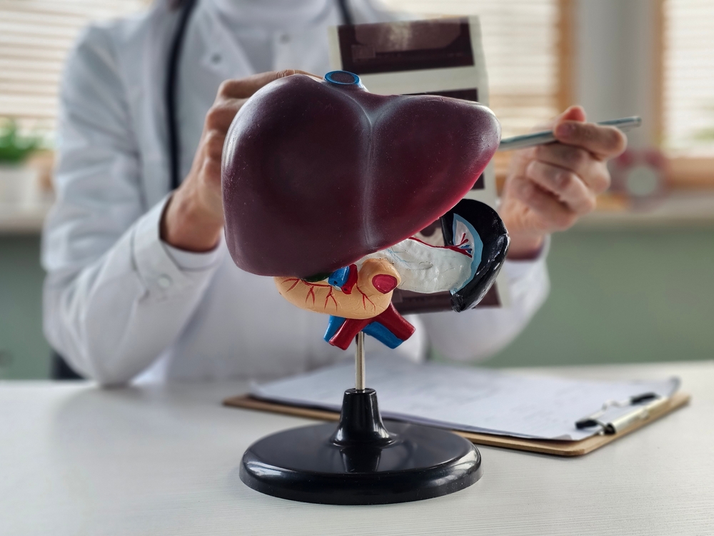 Doctor,Liver,Model,lever,læge